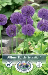 Allium Aflatunense Purple Sensation | 100 pce