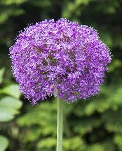 Allium Ambassador