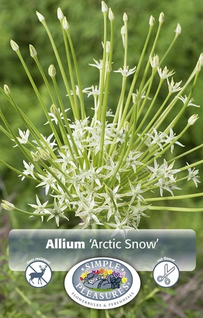 Allium Arctic Snow | Cappers 2 x 20