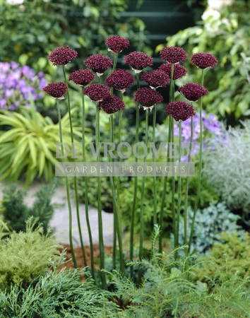 Allium Atropurpureum