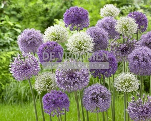 Allium Blend