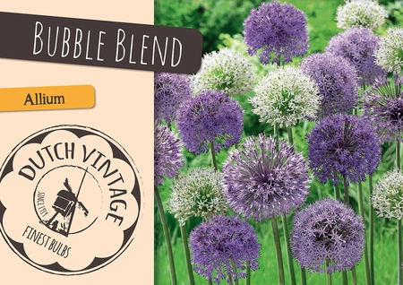 Allium Blend Bubble | Cappers 12 x 16