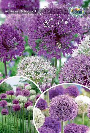 Allium Blend Elegant | Cappers 18 x 25