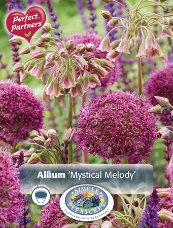 Allium Blend Mystical Melody | Cappers 12 x 16