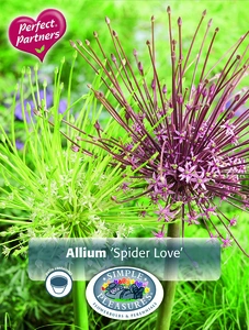 Allium Blend Spider Love | Cappers 3 x 16