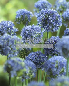 Allium Caeruleum (Azureum)