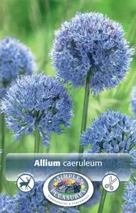 Allium caeruleum (azureum) | Cappers 20 x 15