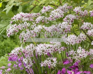 Allium Cameleon