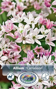 Allium Cameleon | Cappers 20 x 20