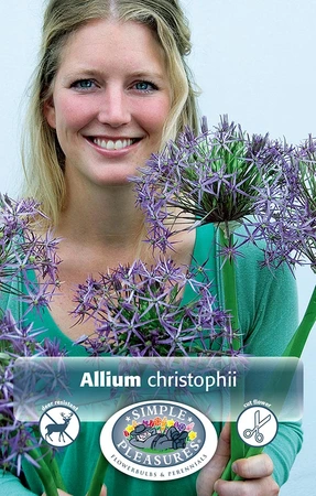 Allium Christophii (Albopilosum) | Cappers 4 x 15