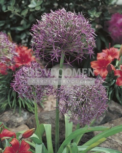 Allium Christophii  (Albopilosum)