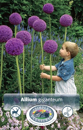 Allium Giganteum | 20 pce