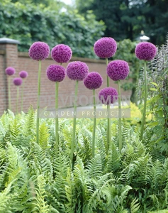 Allium Giganteum