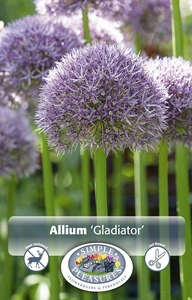 Allium Gladiator | 20 pce