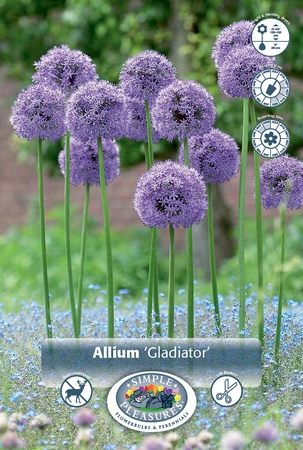 Allium Gladiator | 100 pce