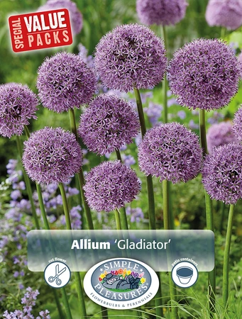 Allium Gladiator | Cappers 4 x 20