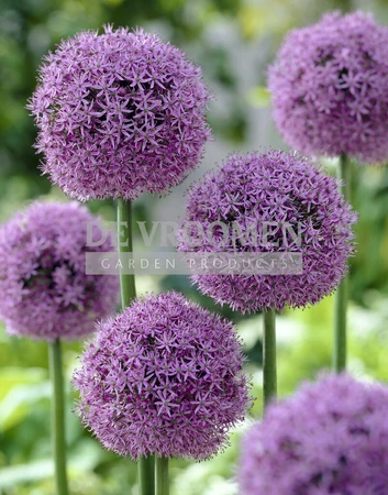 Allium Gladiator