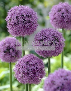 Allium Gladiator | 25 pce