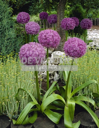 Allium Globemaster