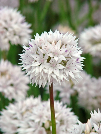 Allium Graceful