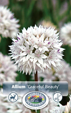 Allium Graceful Beauty | Cappers 12 x 15