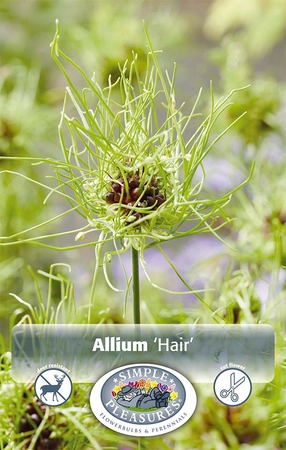 Allium Hair | Cappers 15 x 20