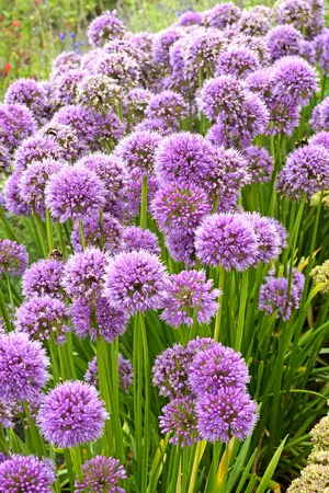 Allium Millenium