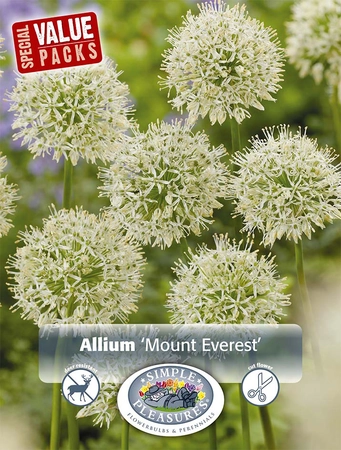 Allium Mount Everest | Cappers 8 x 15