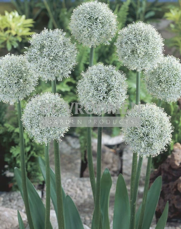 Allium Mount Everest