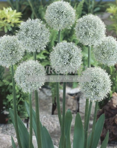 Allium Mount Everest | 25 pce