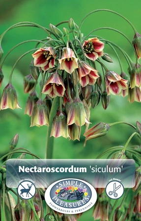 Allium Nectaroscordum (siculum) | Cappers 15 x 15