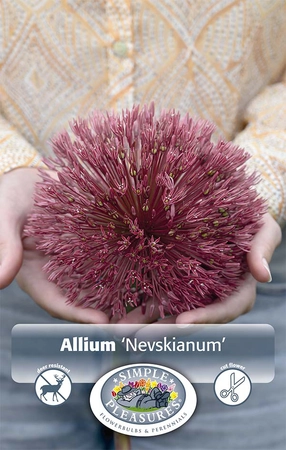 Allium Nevskianum | Cappers 2 x 20