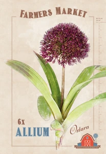 Allium Ostara | Cappers 6 x 20