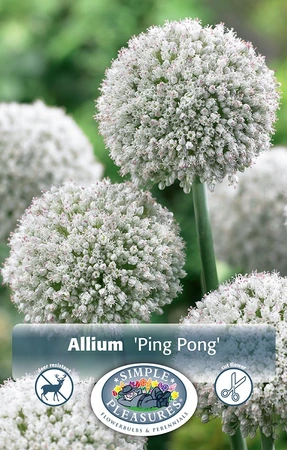 Allium Ping Pong | Cappers 10 x 15