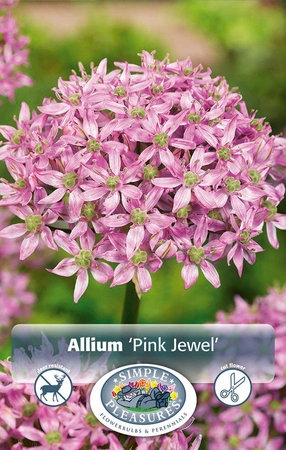 Allium Pink Jewel | Cappers 2 x 25