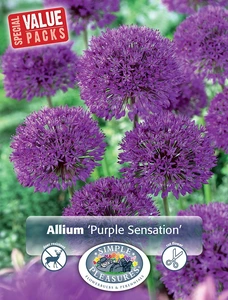 Allium Purple Sensation | Cappers 8 x 15