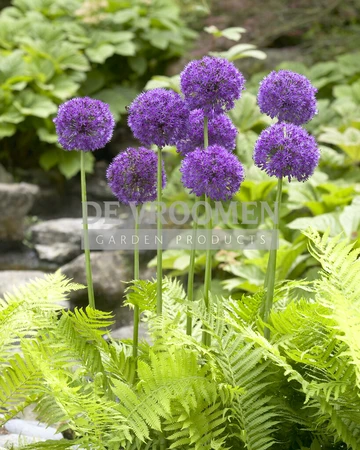 Allium Purple Sensation