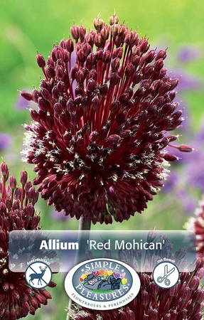 Allium Red Mohican | Cappers 2 x 25