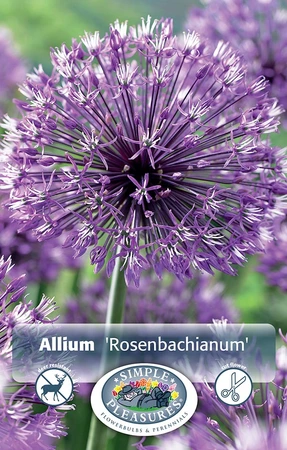 Allium Rosenbachianum | Cappers 3 x 20