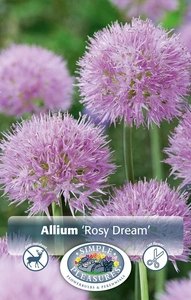 Allium Rosy Dreams | Cappers 10 x 25