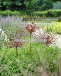 Allium Schubertii | 50 pce