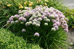 Allium Senescens