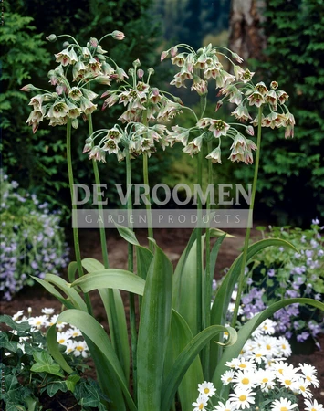 Allium siculum ssp bulgaricum