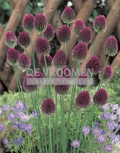 Allium sphaerocephalon