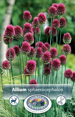 Allium Sphaerocephalon (Drumstick) | Cappers 30 x 15