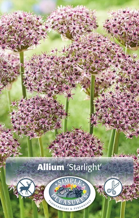 Allium Starlight | Cappers 5 x 20