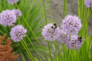 Allium Summer Beauty