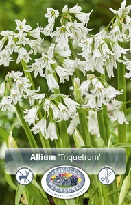 Allium Triquetrum | Cappers 10 x 20