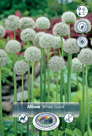 Allium White Giant | 100 pce