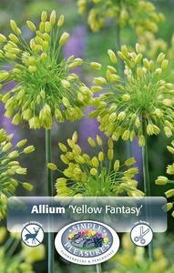 Allium Yellow Fantasy | Cappers 10 x 25